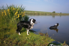 Dafy a Besi u rybníku
