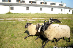 Dafy žene ovce
