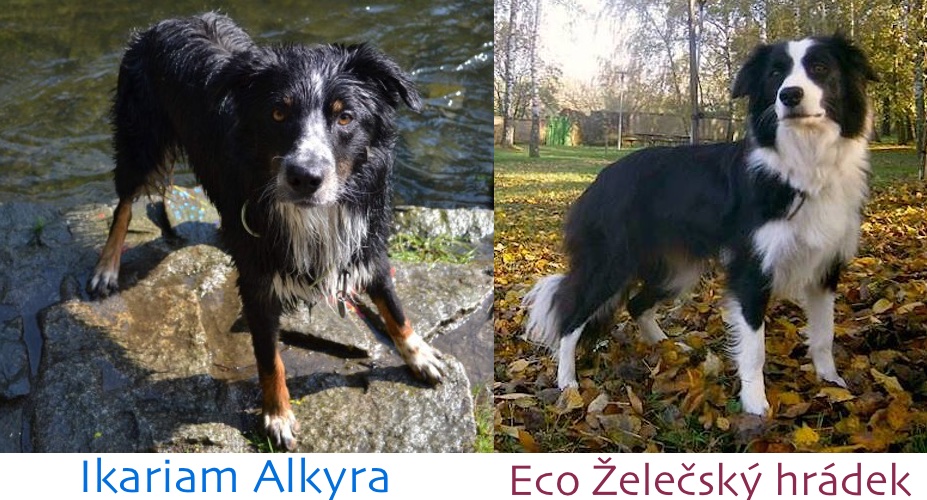 Máme ženicha pro Eco